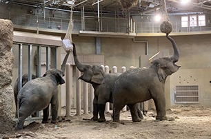 円山動物園のゾウ